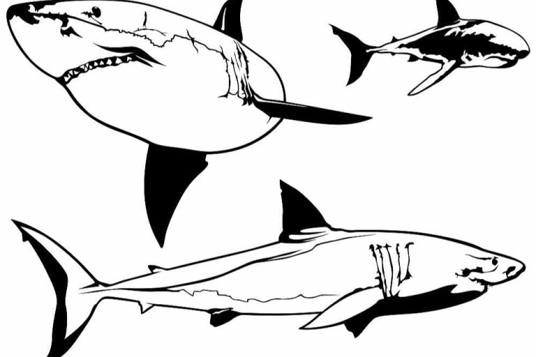 Do sharks trouble in groups