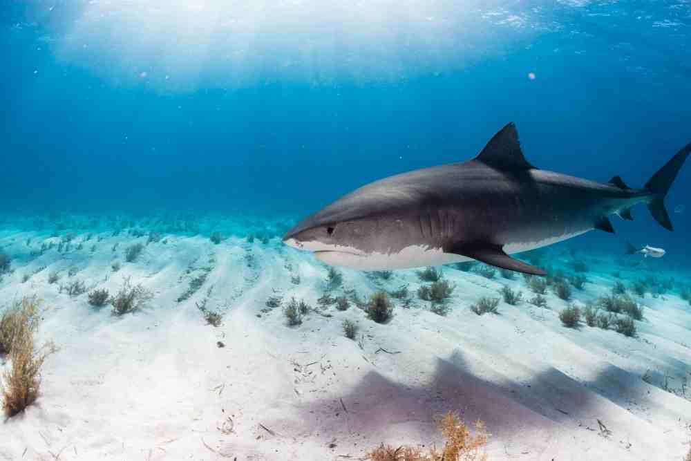 Why Do Sharks Come Close To Shore