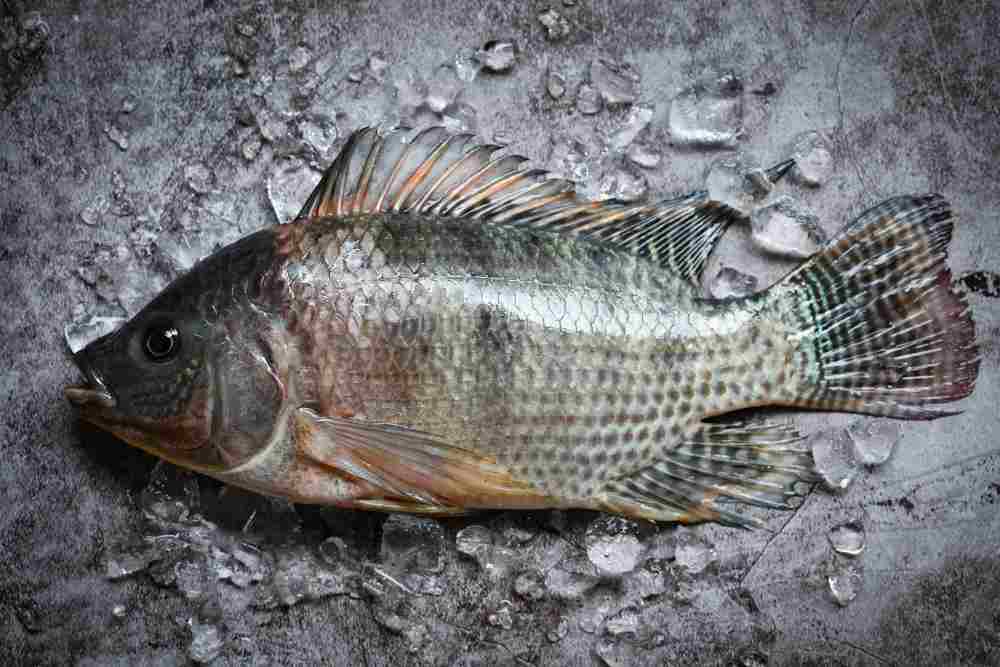 Facts About Tilapia Fish