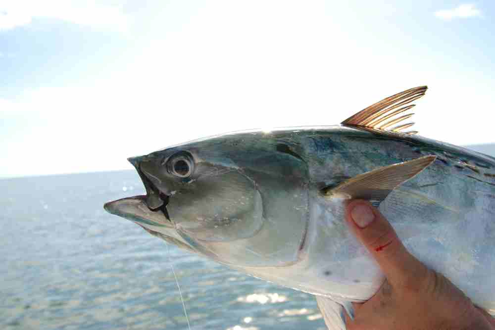 Surprising Facts About Bonito Fish