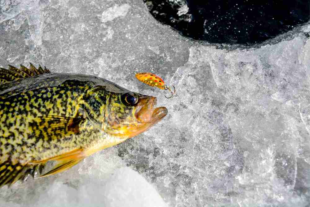 Surprising Facts About Crappie Fish