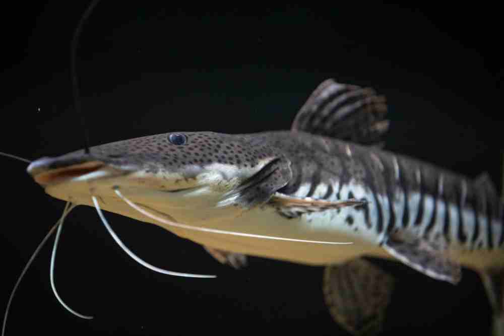 Surprising Facts About Freshwater Catfish