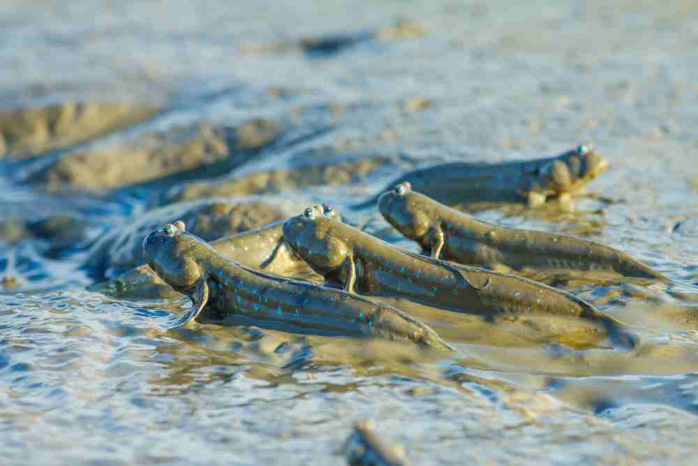 Surprising Facts About Mudskippers