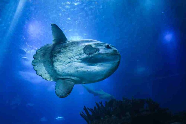Surprising Facts About Ocean Sunfish