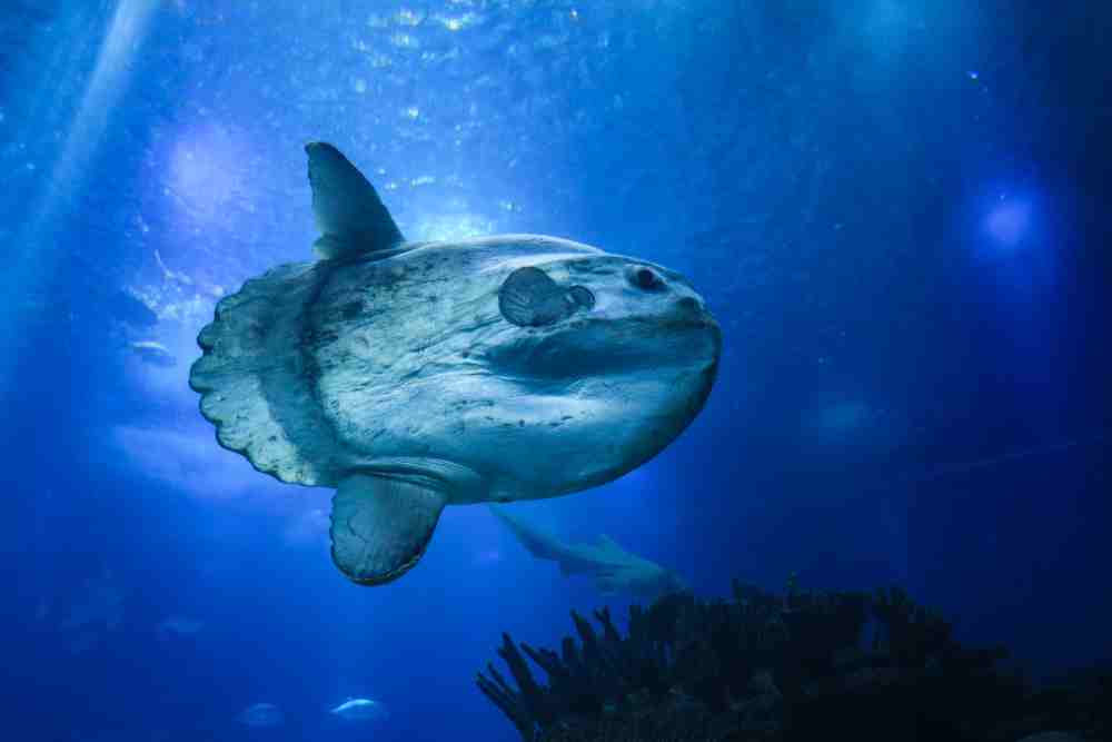 Surprising Facts About Ocean Sunfish