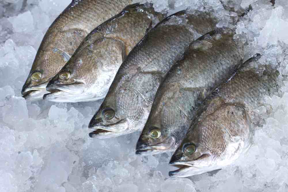 Surprising Facts About Sea Bass