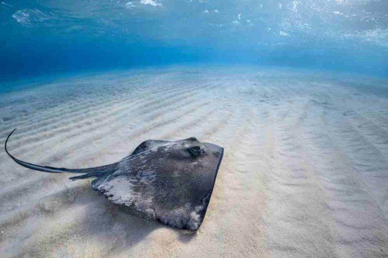 Surprising Facts About Stingrays