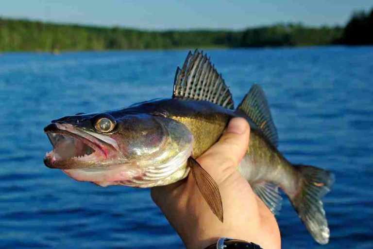 Surprising Facts About Walleye Fish