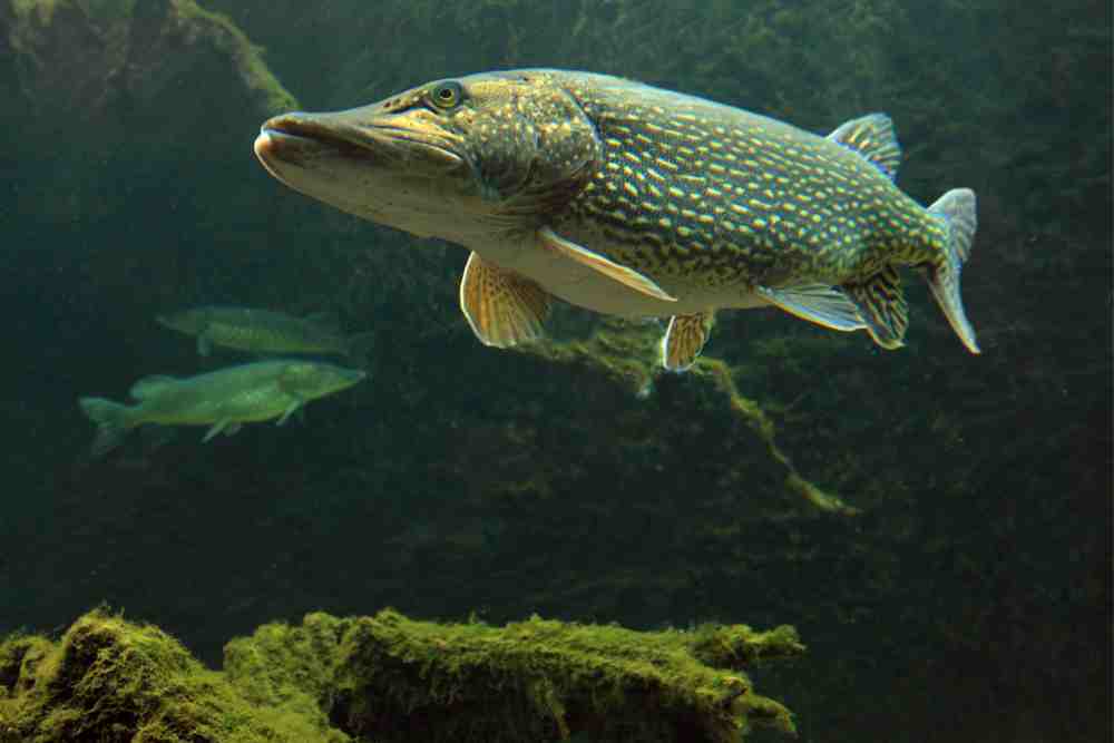 Surprising Facts About Northern Pike Fish