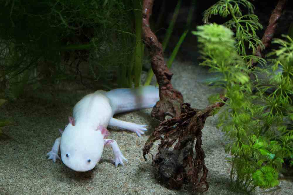 Are Axolotls Sensitive To Lights