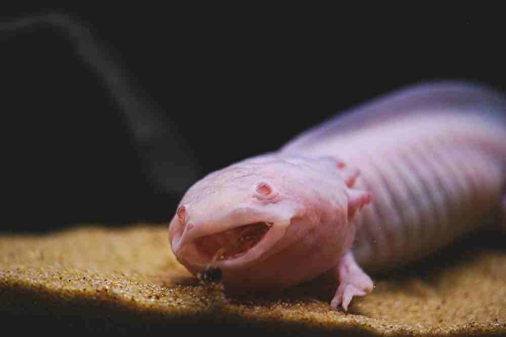Are Axolotls Nocturnal