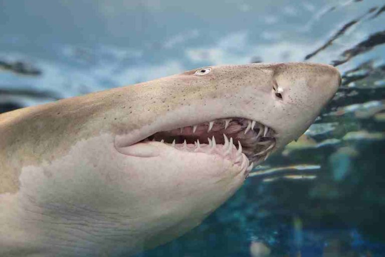 Why Do Shark Eyes Turn White When Attacked