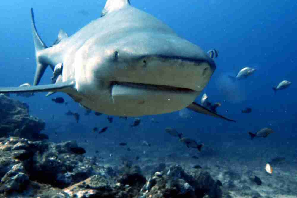 Are Bull Sharks Aggressive