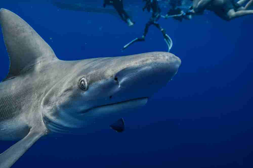 Are Sharks Intelligent