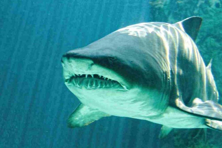 Can Bull Sharks Live In Freshwater