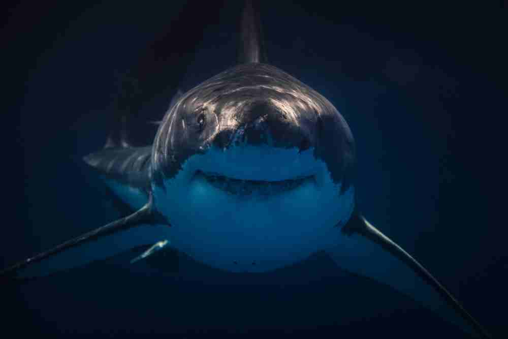 Can Sharks See In The Dark