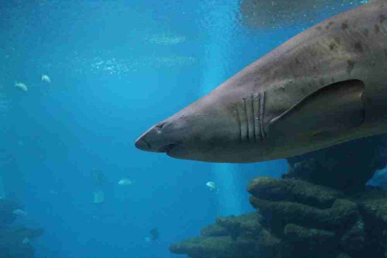 Can Tiger Sharks Live In Freshwater