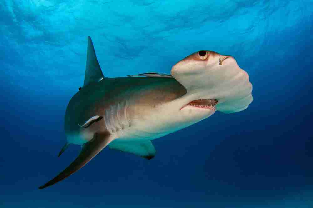 Do Sharks Get Tired of Swimming