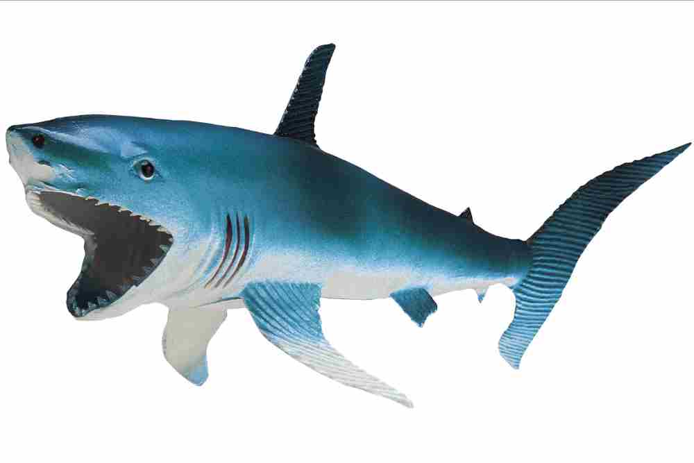 Do Sharks Have Vocal Cords
