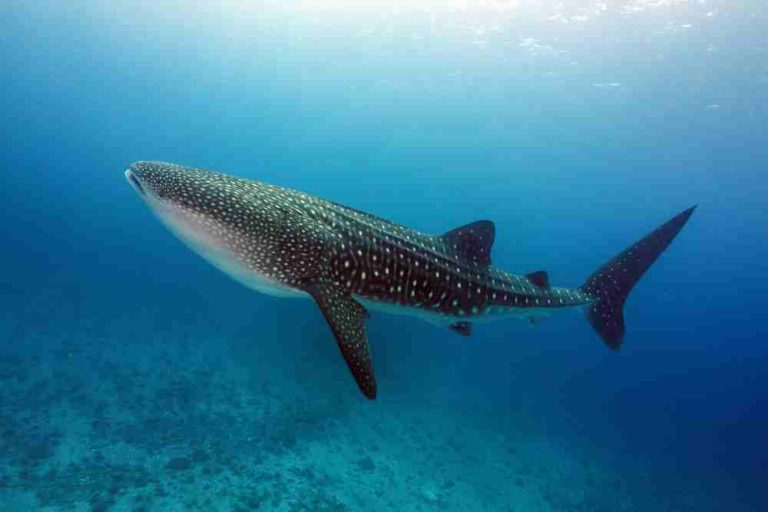 Do Whale Sharks Have Scales