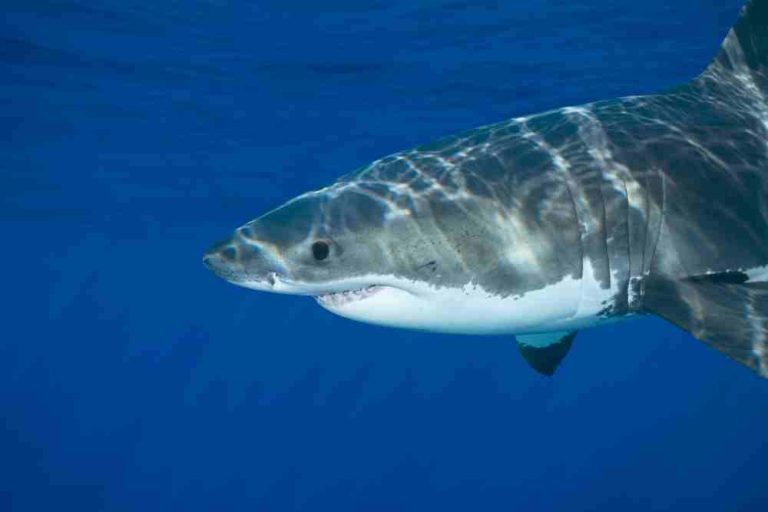Great White Shark Nictitating Membrane