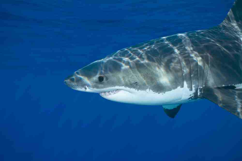 Great White Shark Nictitating Membrane
