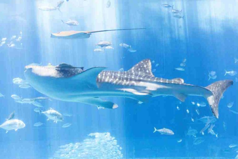 How Can We Help Protect Whale Sharks