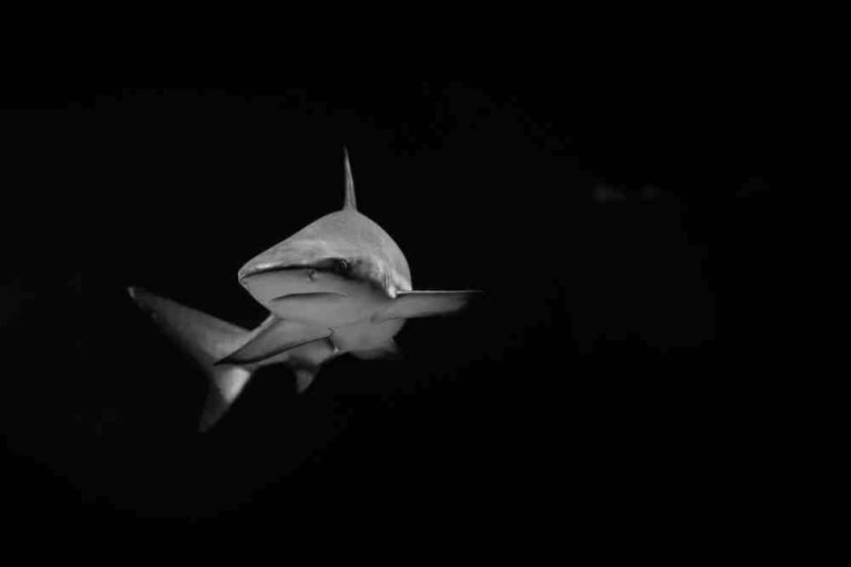 How Deep Can Sharks Dive