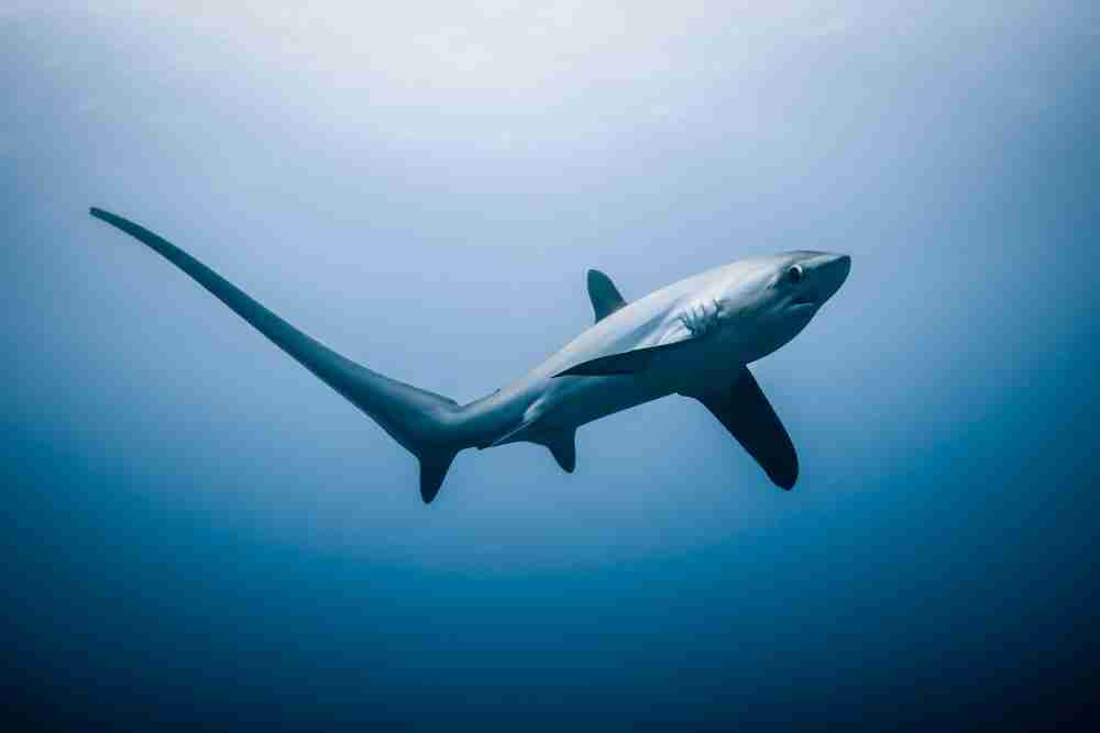 How Do Sharks Maintain Neutral Buoyancy