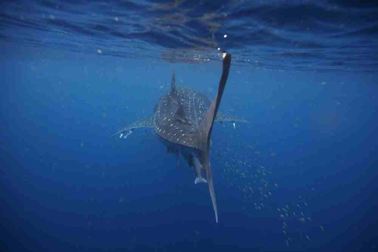 How Fast Can Whale Sharks Swim