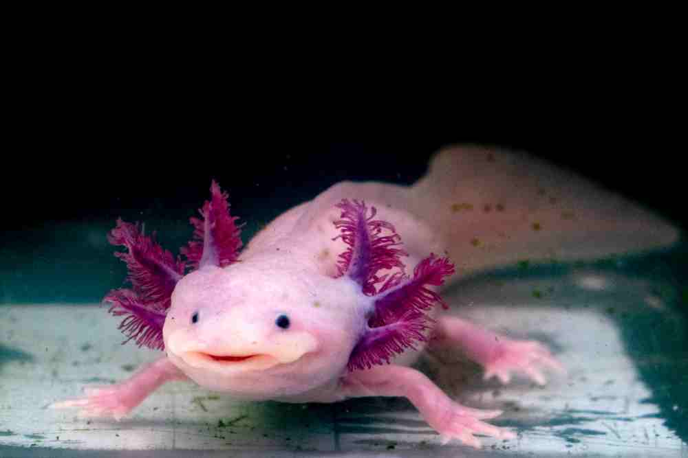 How Long Can An Axolotl Go Without A Filter