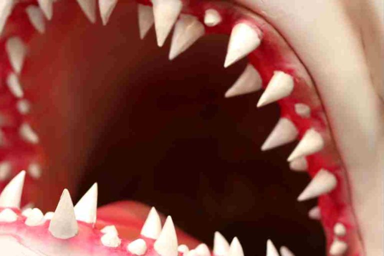 How Many Teeth Do Sharks Have