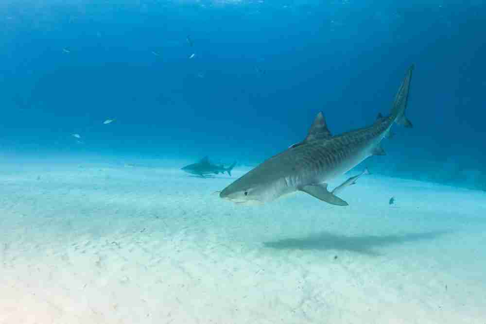 Why Cannot Sharks Swim Backward