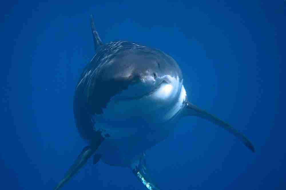 Why are Sharks Called Apex Predators
